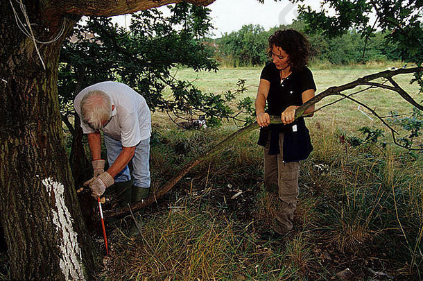 保护志愿者帮助修剪橡木树专机路梅多斯当地的自然储备南奥克斯希赫特福德郡