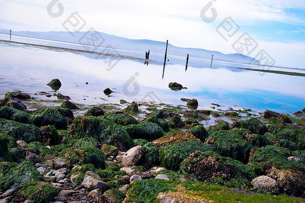风景如画的海岸太平洋海洋西美国石头覆盖绿色海藻左潮海湾波兰人