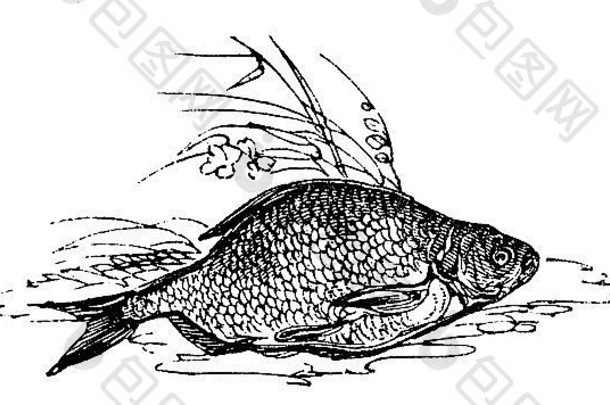 世纪雕刻鲤科鱼鱼拍摄书题为”男孩的书的发表伦敦复制