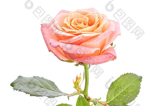 精致的粉红色的玫瑰孤立的白色
