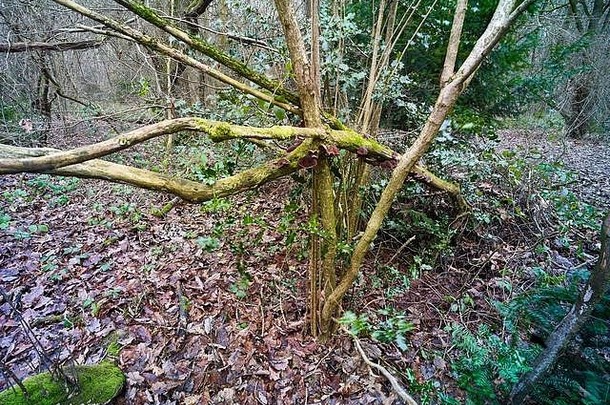 犹太人耳朵木耳属auricula-juda真菌纠结的分支机构林地自然景观伦敦英格兰欧洲