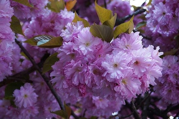 樱花分支精致的粉红色的花绿色叶子阳光明媚的春天一天