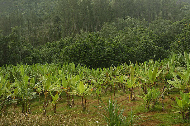 关闭热带植被茉莉雅岛塔希提岛法国波利尼西亚南太平洋