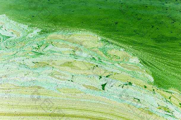 藻布鲁姆浮游植物花朵海淡水摘要纹理背景网站湖海生态艺术季节灾害