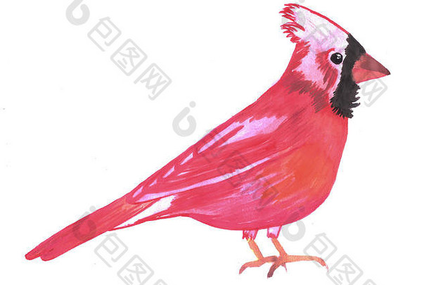 红色的红衣主教鸟水彩CardinalisCardinalis