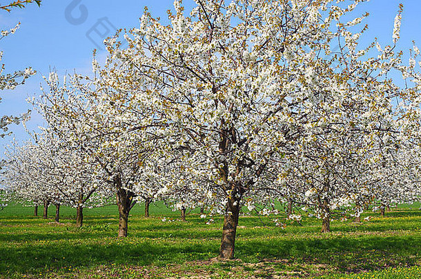 樱桃树盛开的阳光明媚的春天一天授粉鸟结核
