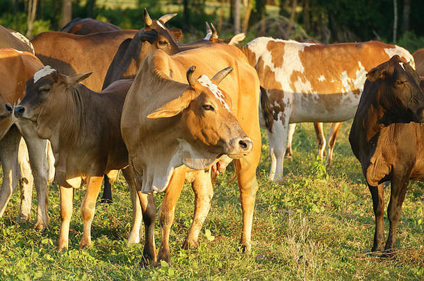 牛牛吃草草热带牧场上午马来西亚婆罗洲