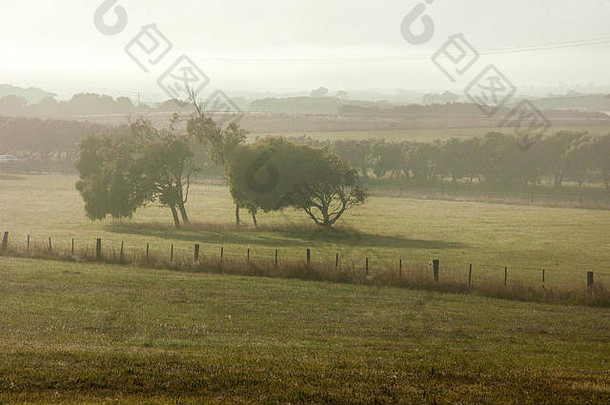 多雾的早....农村澳大利亚