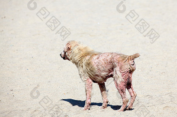 狗严重的情况下癞皮肤疾病引起的寄生螨虫