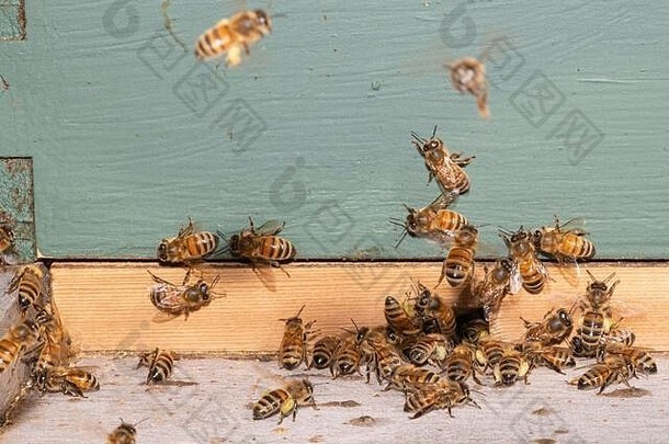 城市蜜蜂殖民地apimellifera
