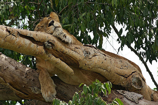 狮子休息树乌干达非洲