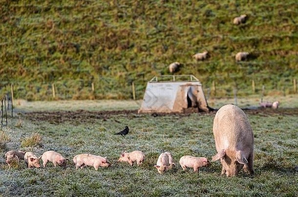 海威克苏格兰边界11月播种小猪合资企业猪圈冷淡的早....苏格兰边界