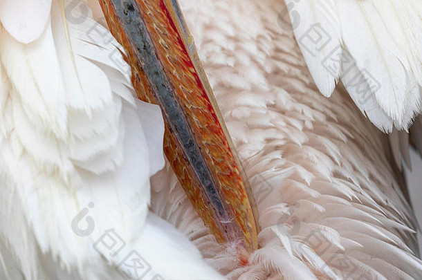 伟大的白色鹈鹕派莱卡努斯onocrotalus