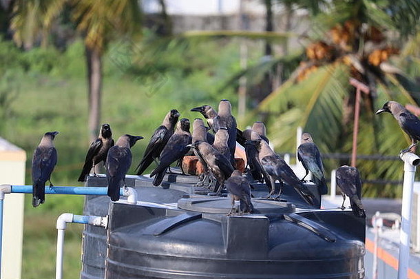 集团黑色的乌鸦自然集团黑色的乌鸦自然