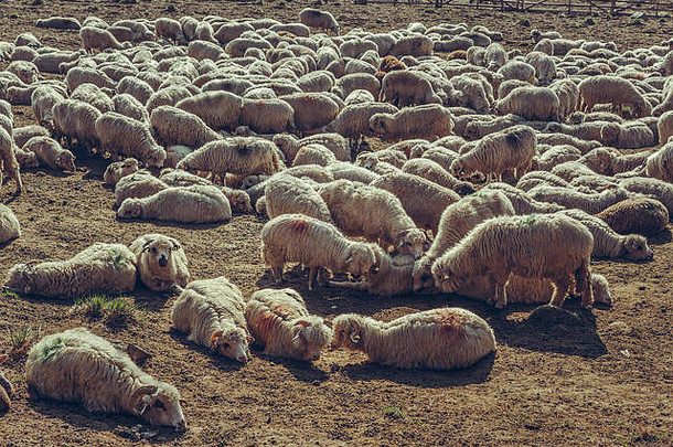 群羊休息羊圈布切吉山罗马尼亚