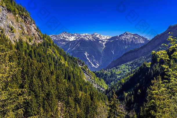阿尔卑斯山脉山覆盖松森林leukerbad很有趣拂沃利斯瓦莱州瑞士