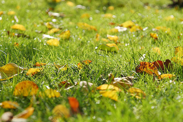闪亮的绿色草秋天叶子特写镜头