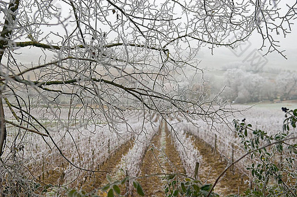 葡萄园树枝分支机构覆盖霜冰柱