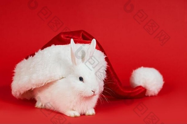圣诞节一年白色毛茸茸的兔子他圣诞老人老人红色的背景