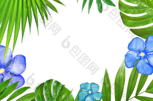 热带棕榈叶子绿色纹理框架自然概念