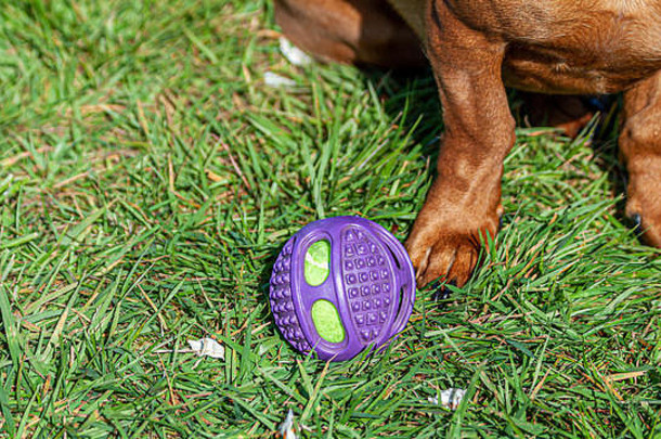 小紫色的球绿色草棕色（的）狗爪子美妙的阳光明媚的春天一天荷兰