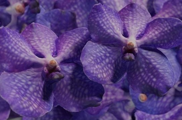 紫罗兰色的兰花兰花花集背景插图
