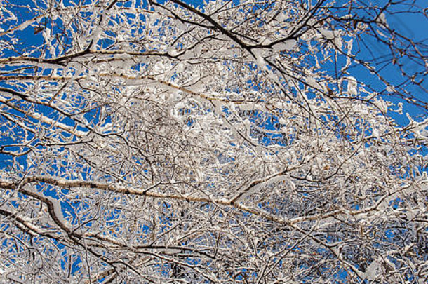 分支机构树覆盖雪蓝色的天空森林阳光明媚的冬天一天网络横幅