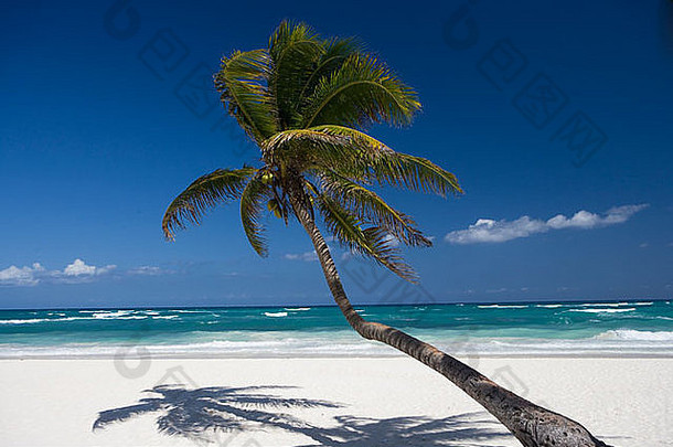 棕榈树图伦海滩墨西哥