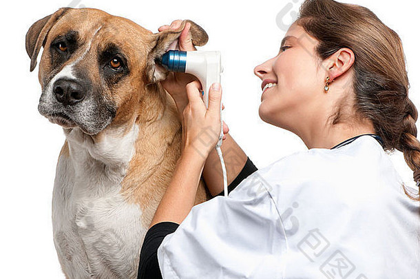 兽医检查杂交狗的耳朵耳镜前面白色背景