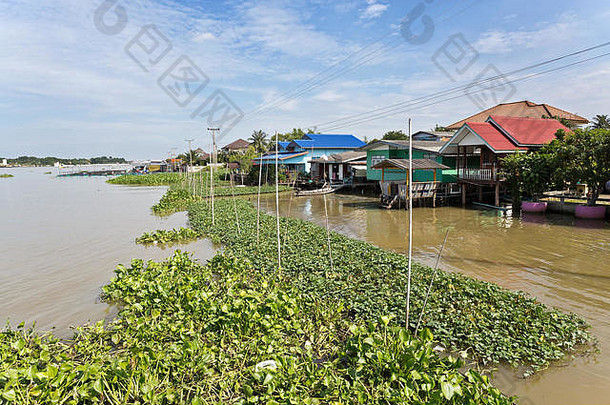 大伤害水风信子被称为eichhornia凤眼莲银行潮phraya河村大城府泰国