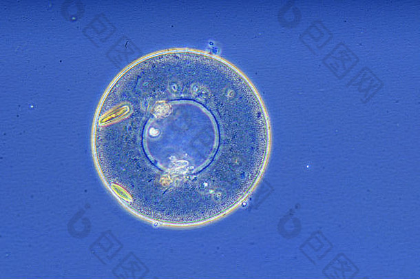 阿塞拉变形虫rhizopoda原生动物视显微镜