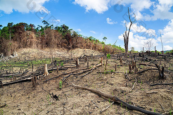 森林砍伐托儿所巴拉望省菲律宾