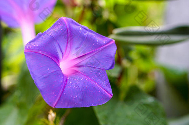 紫色的带青色的早....荣耀番薯类蜥蜴关闭雨滴表面紫色的早....荣耀花