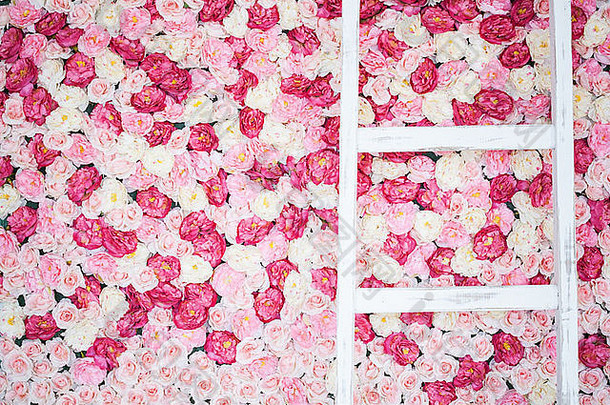 背景完整的白色粉红色的玫瑰