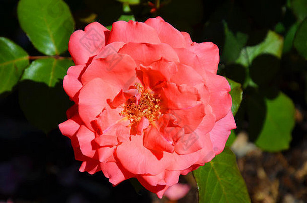 美丽的细节粉红色的混合动力茶玫瑰蔷薇科模糊背景混合动力茶非正式的园艺分类集团花园玫瑰