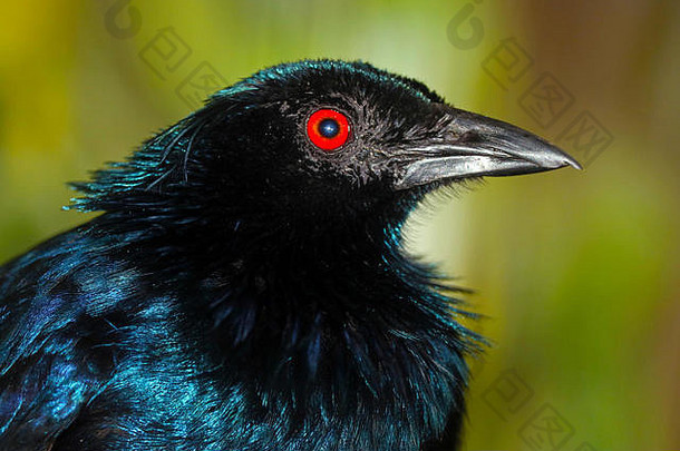 头小号极乐鸟噗嗤keraudrenii彩虹色的带黑色的一笔蓝色的闪闪发光的羽毛红色的眼睛虹膜配置文件视图