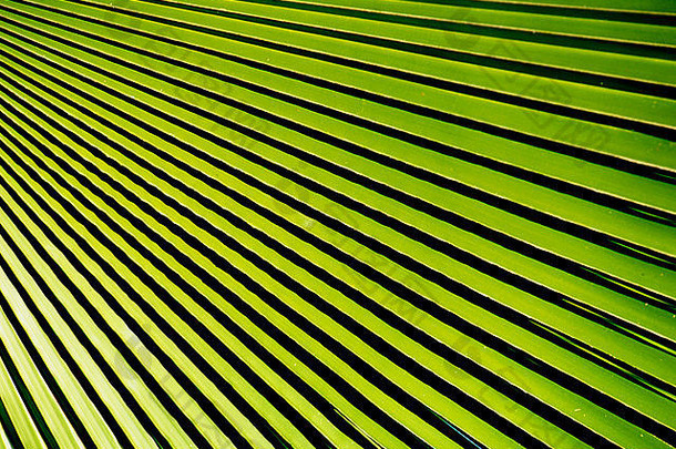 摘要模式影子光明亮的绿色热带棕榈的叶子叶子