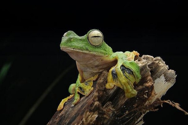 华莱士的滑翔青蛙雷科普鲁斯尼格罗帕尔马图斯青蛙家庭生活高树树冠