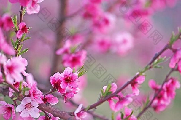 盛开的桃子orchar春天时间