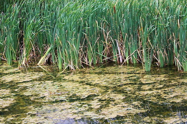 野生自然池塘香槟法国野生自然池塘香槟法国