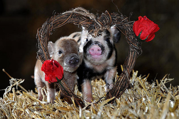 爱空气情人节一天史密西尔斯开放农场博尔顿兰开夏郡可爱的出生小猪佩奇乔治拥抱瓦伦