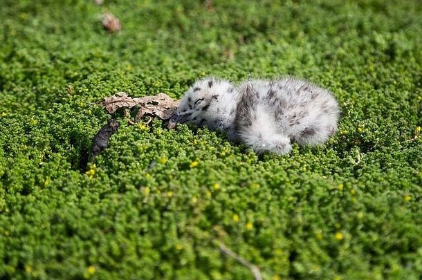 婴儿鸟睡觉巢绿色莫斯