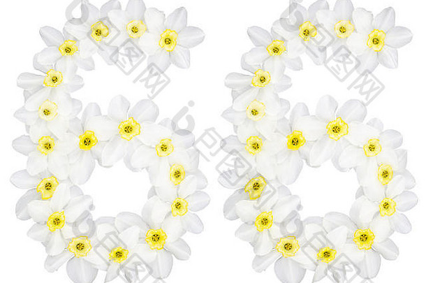 数字六十自然白色花水仙花那喀索斯孤立的白色背景
