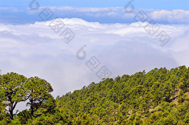 空中视图森林加那利群岛人松树松果体canariensis云tenerife西班牙语金丝雀岛屿