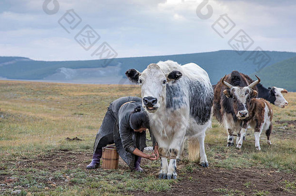 蒙古游牧女人挤奶牛