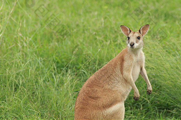 澳大利亚女敏捷小袋鼠捕食阿吉利斯吓了一跳放牧草照片克里斯伊森