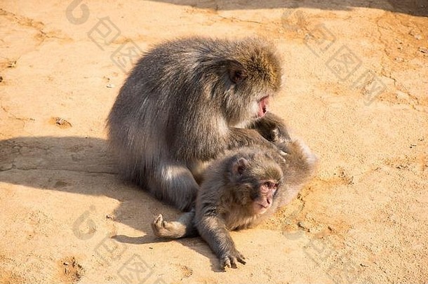 日本短尾猿猴子猴子公园岩田山《京都议定书》