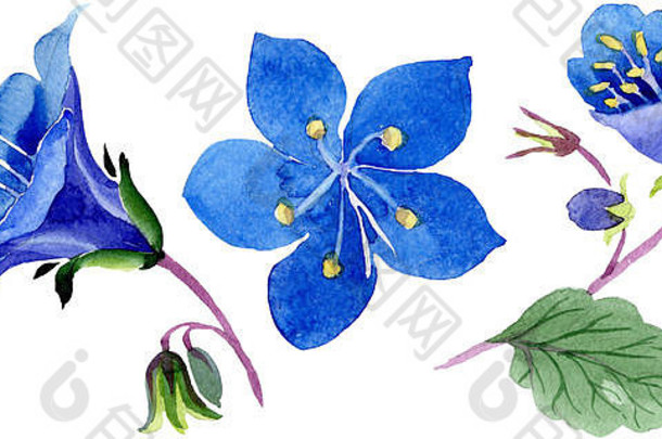 蓝色的钟穗花植物花孤立的绿色叶野花水彩背景插图集