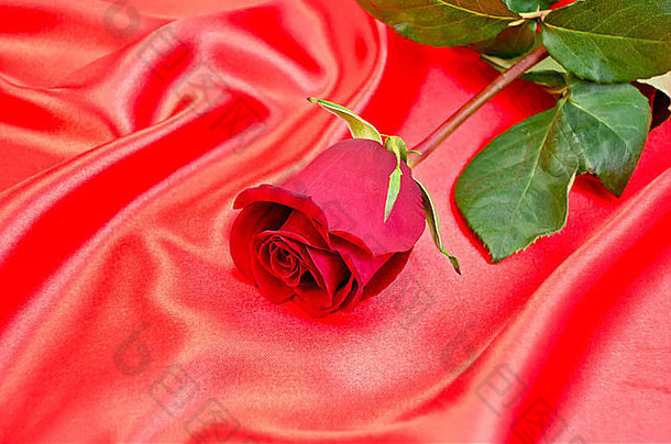 红色的玫瑰绿色叶子背景红色的丝绸