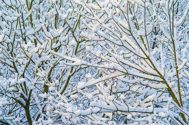 只分支机构树叶冬天厚层雪冬天天气空空白背景